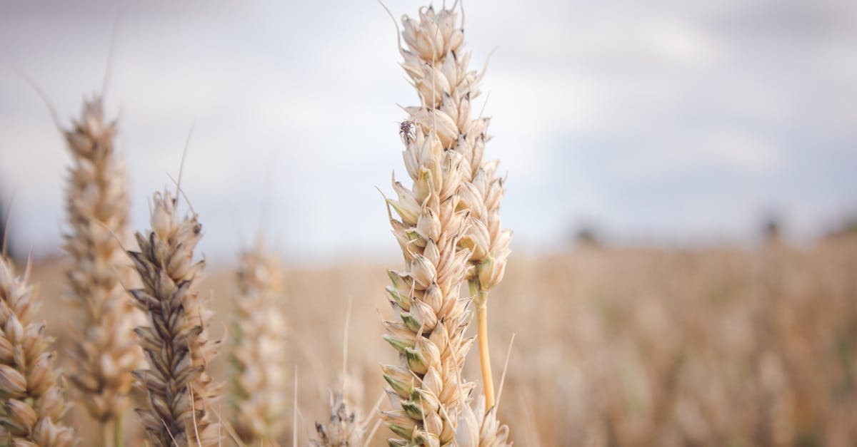 detailed close up of wheat crops in a serene countryside field captured under natural daylight