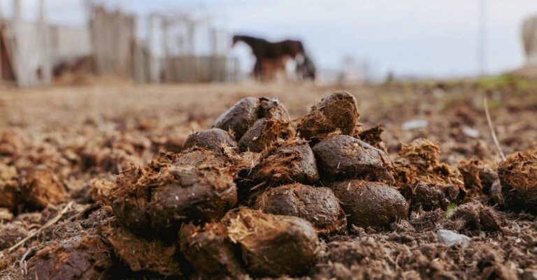 7 Ways to Integrate Livestock Manure in Soil Management That Regenerate Your Land