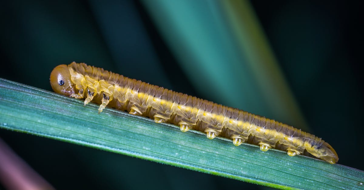 detailed macro image of a caterpillar on a grass blade outdoors 3