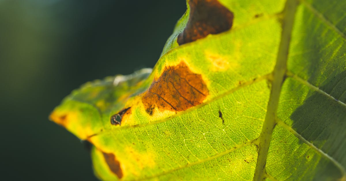 detailed macro image of a green leaf featuring brown spots and signs of decay in natural light 1