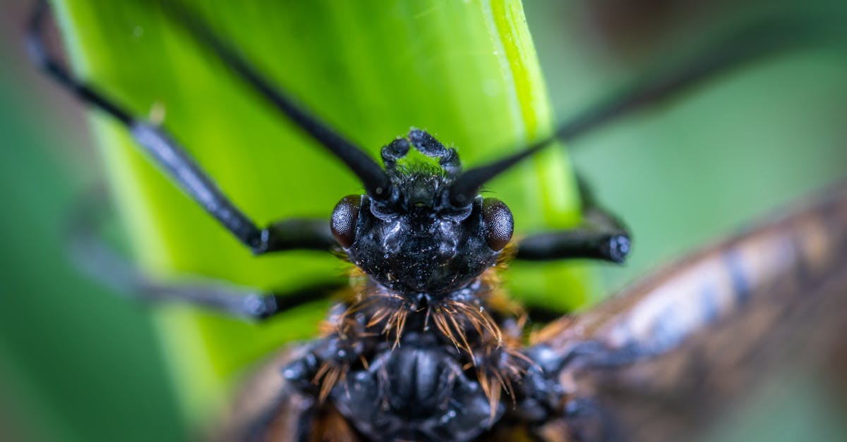 detailed macro image of an insect perched on a green leaf showcasing intricate details of its featu 1