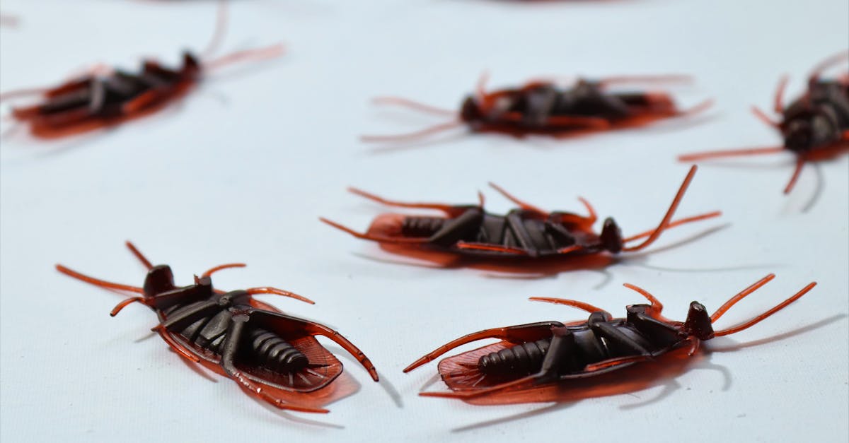 detailed macro image of several dead cockroaches scattered on a white surface depicting pest contro