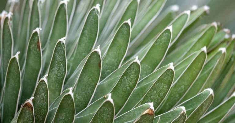7 Drought-Resistant Plants for Low-Water Gardening That Thrive in Heat