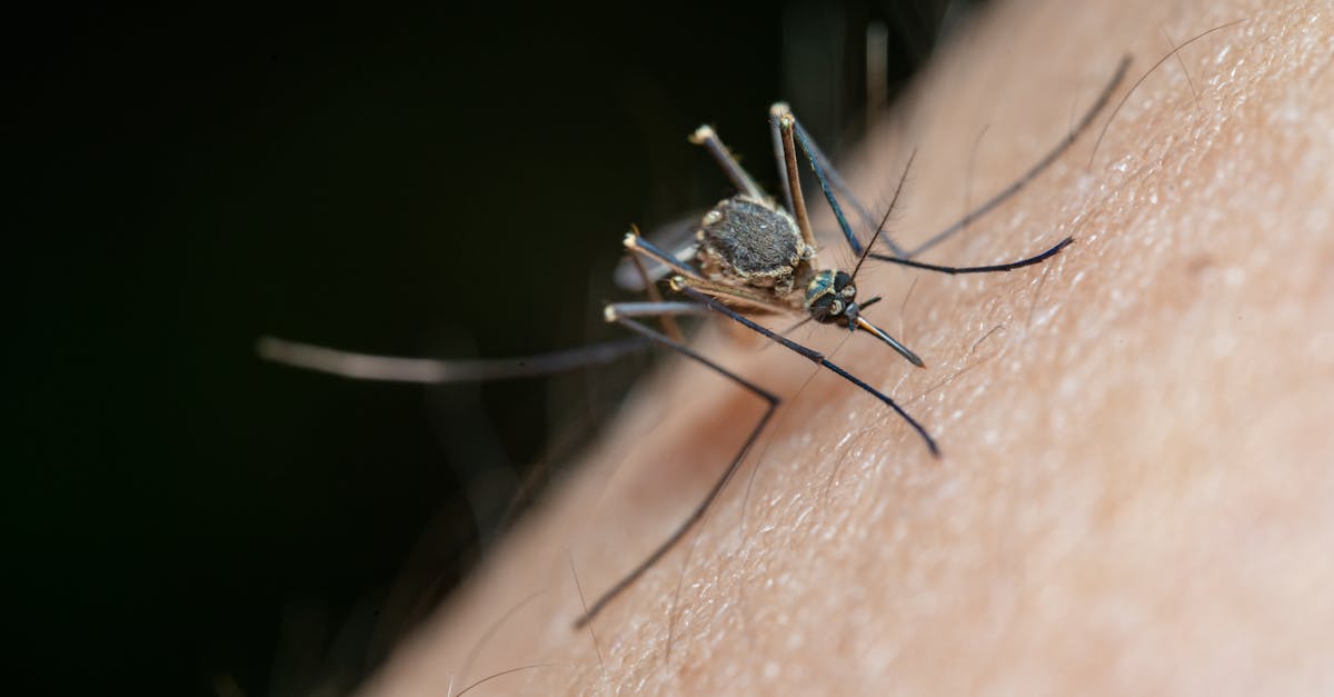 detailed macro shot of a mosquito on human skin highlighting nature and insect life