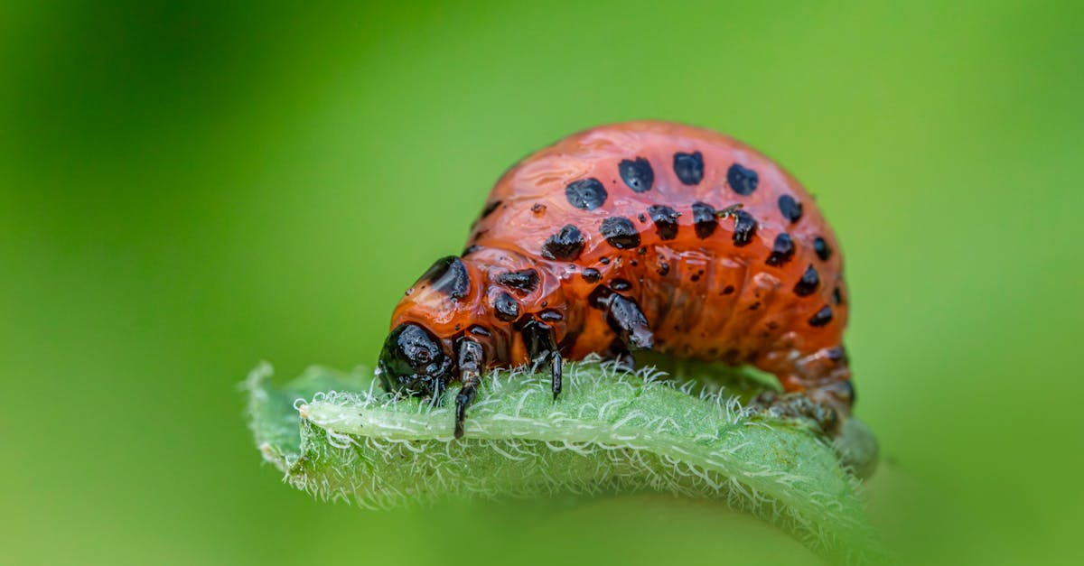 detailed shot of a colorado potato beetle larva munching on a green leaf in the wild