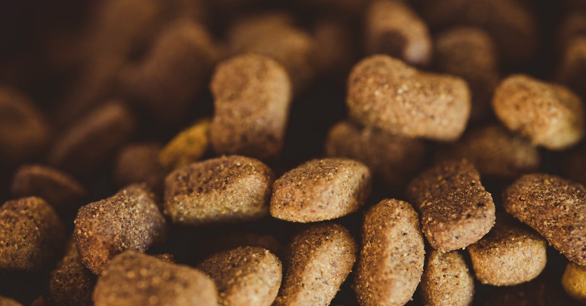 detailed shot of brown dog kibble perfect for pet owners and animal nutrition visuals