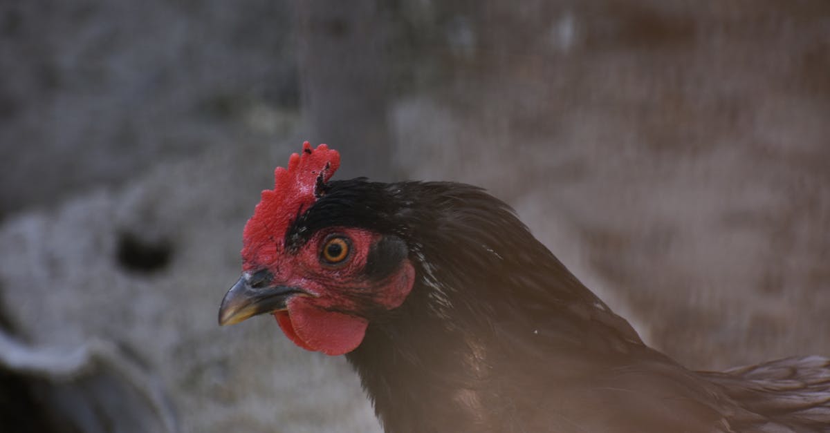 detailed side view of a black hen with red comb highlighting poultry features