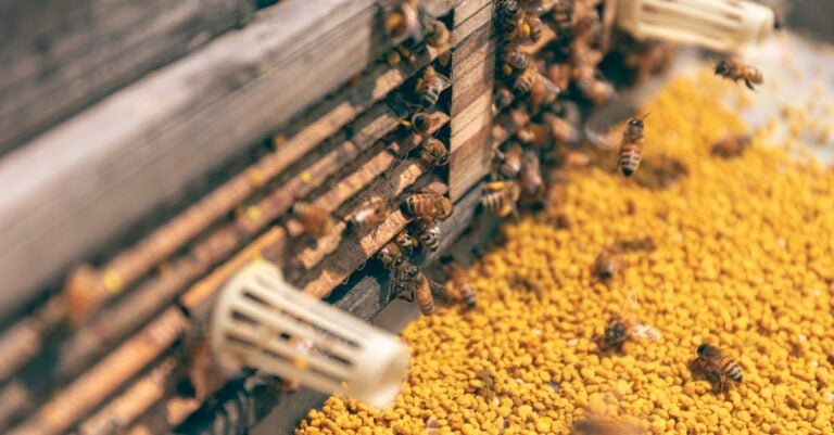 7 Reasons Understanding Pollinators is Important in Gardening for Better Harvests