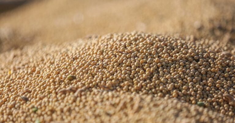 7 Ways to Maximize Yield with Staggered Planting for Continuous Harvests