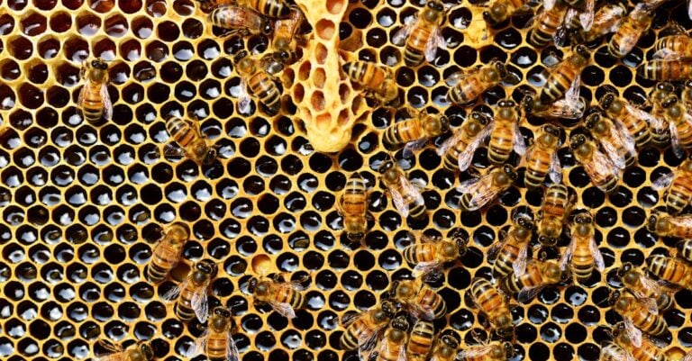 7 Approaches to Beekeeping for Novices That Ensure First-Year Success