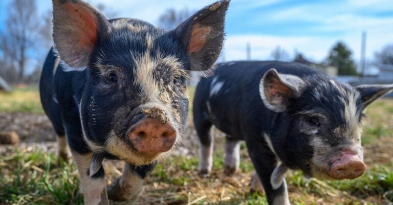 6 Best Fiber-Producing Animals for Small Farms That Maximize Profits