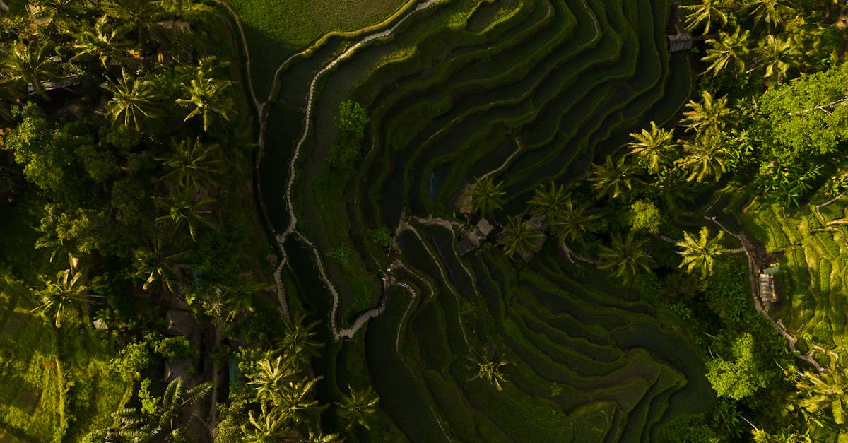 drone shot capturing lush green rice terraces surrounded by palm trees