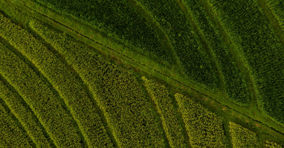 drone shot capturing lush green terraced farmland creating natural patterns