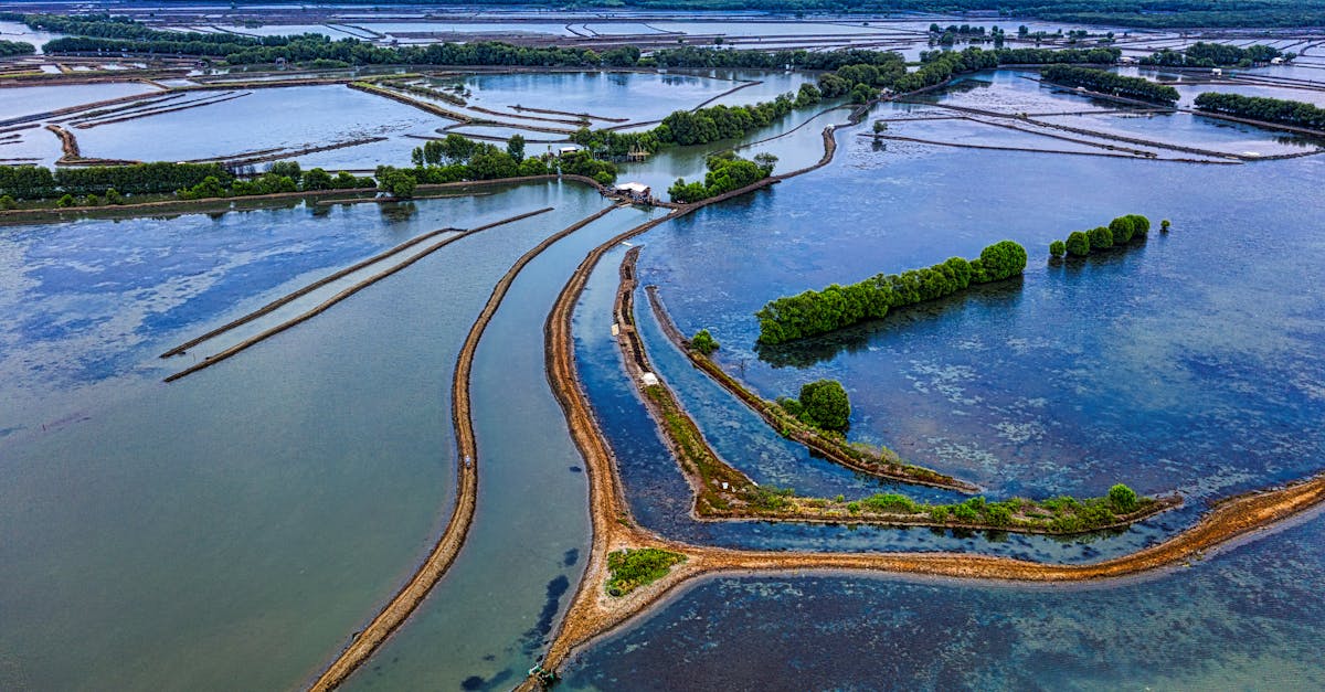 drone view of riverside covered with trees with green foliage and plants in vast valley