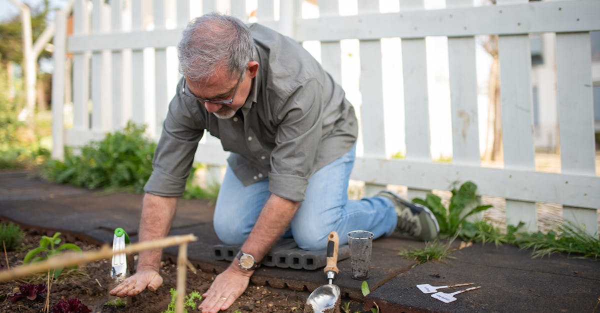 elderly man gardening in a sunny backyard surrounded by plants and tools 1