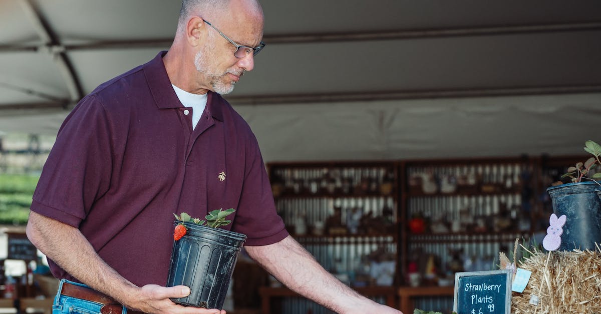 elderly man handling strawberry plants for sale at an outdoor market