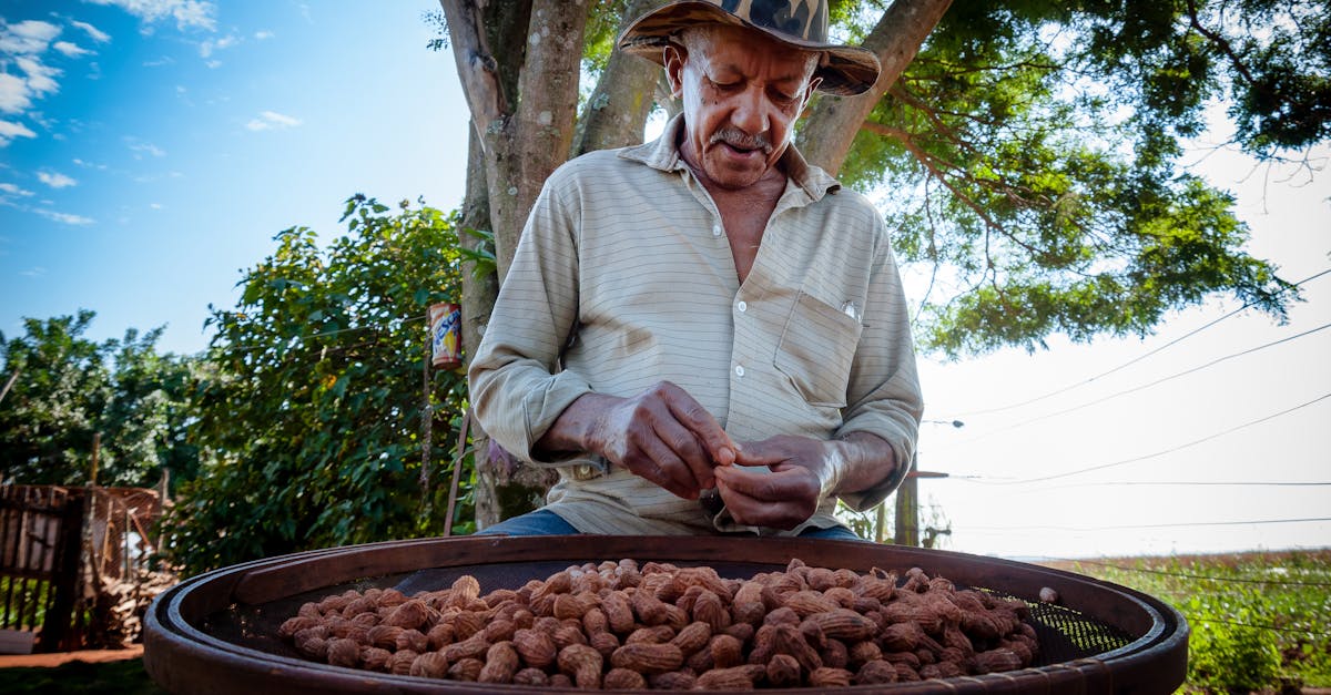 elderly man peeling peanuts under a tree in terra roxa brazil enjoying a sunny day