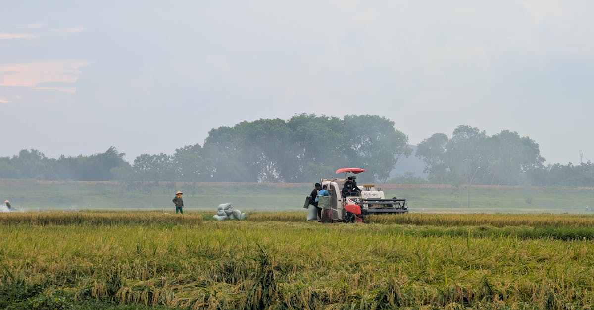 farmers operating machinery during rice harvest in lush field 4