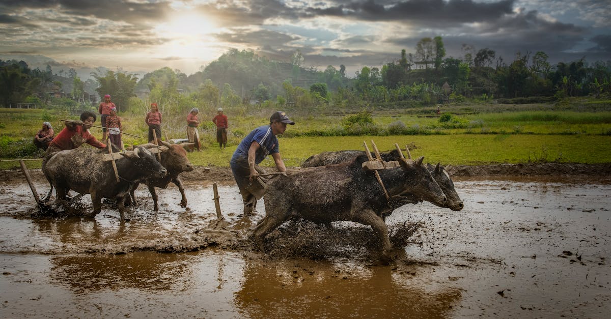 farmers plowing fields with water buffalo under a dramatic sky showcasing traditional agriculture