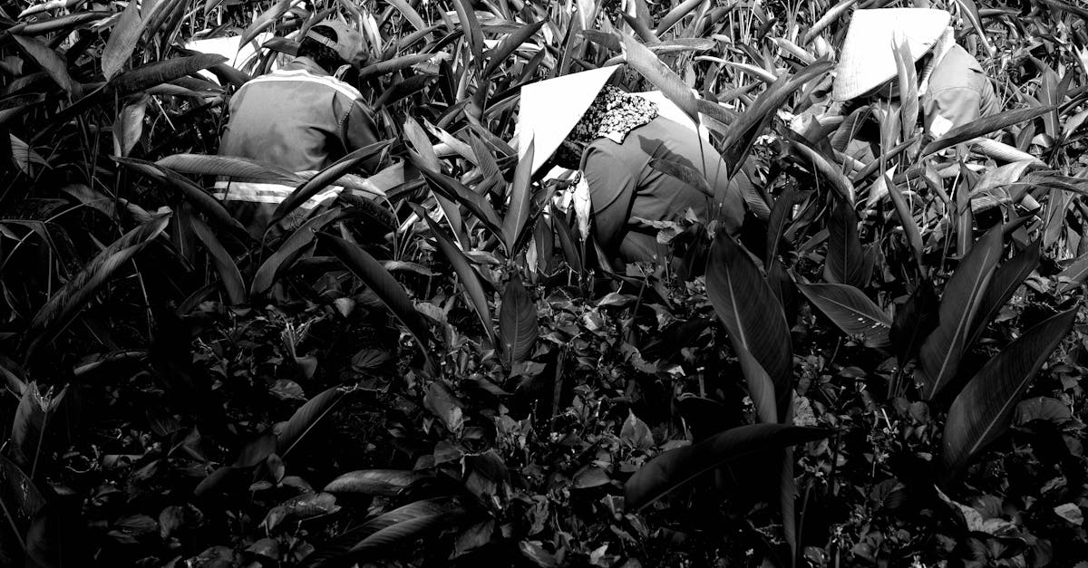 farmers wearing conical hats work in a lush field in da nang vietnam