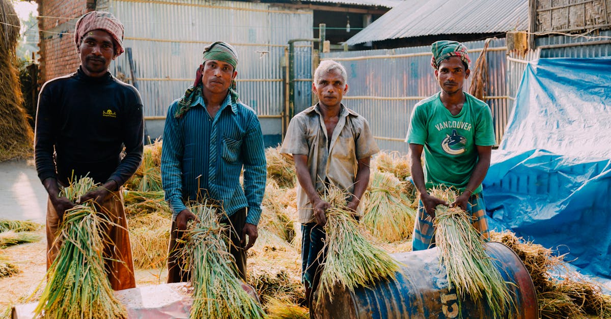 four men on a sunny day gathering rice outdoors showcasing traditional farming