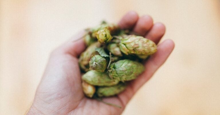 7 Best Hop Varieties for Small-Scale Farms That Maximize Your Yield
