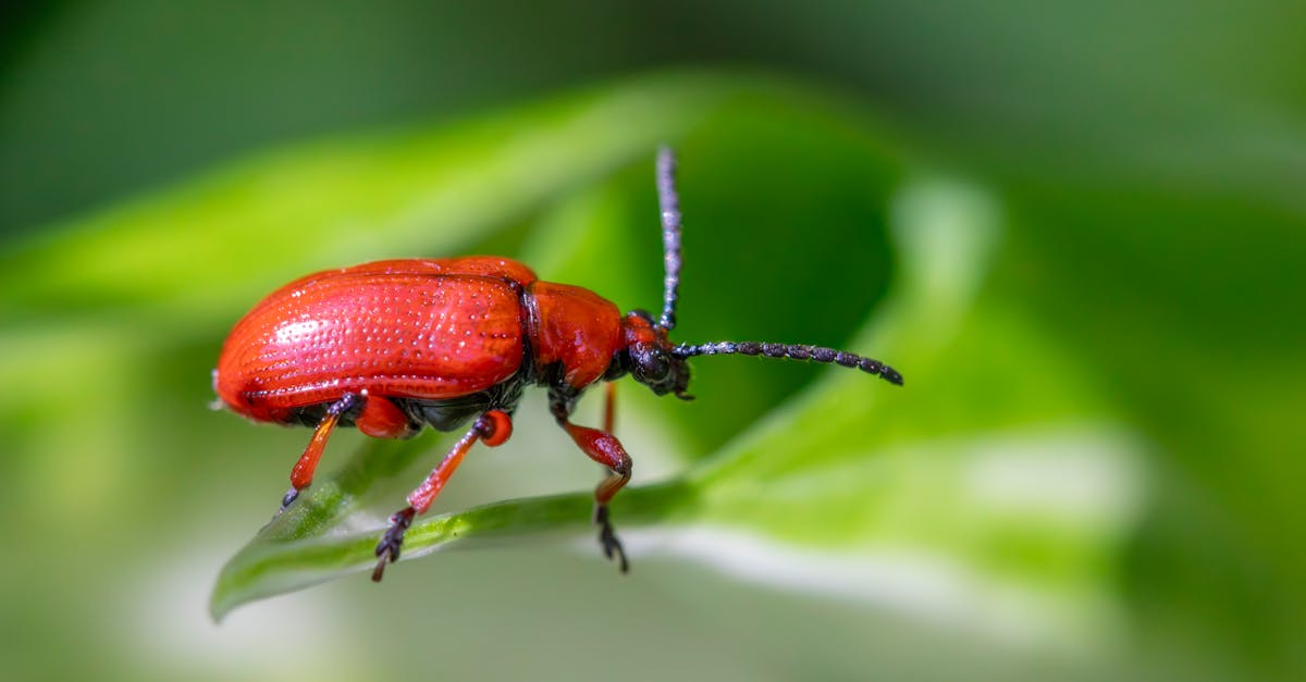 free stock photo of beetle species beetles ecological role 2