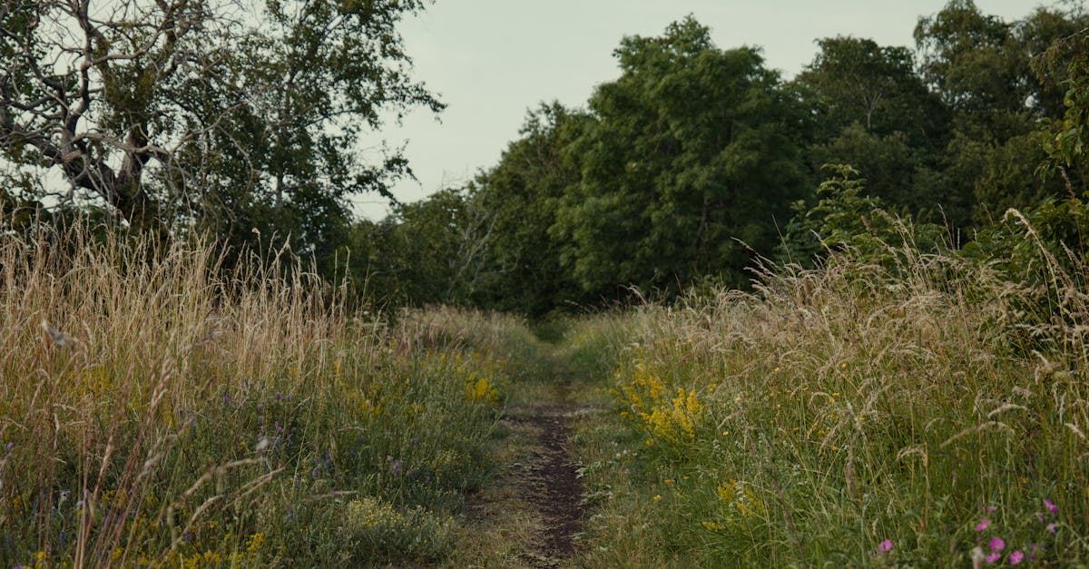 free stock photo of grassy grassy trail hay