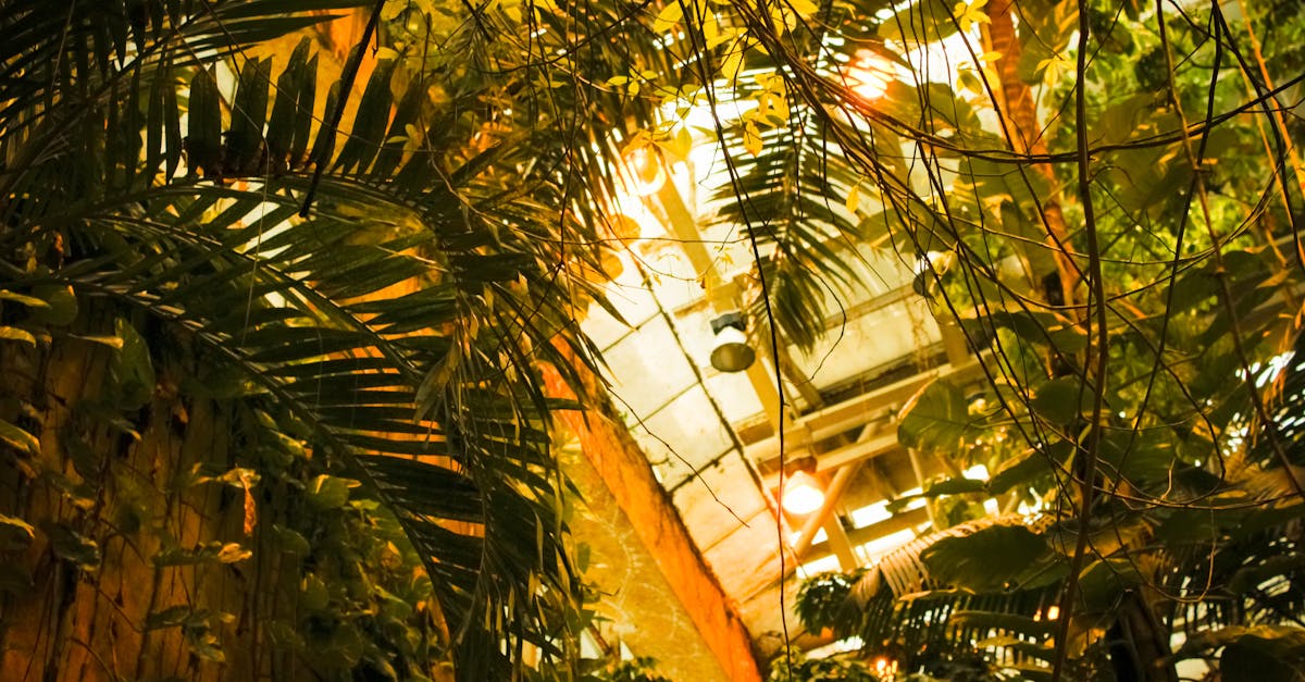 glowing sunlight filters through a lush indoor jungle of tropical plants in a greenhouse setting 1