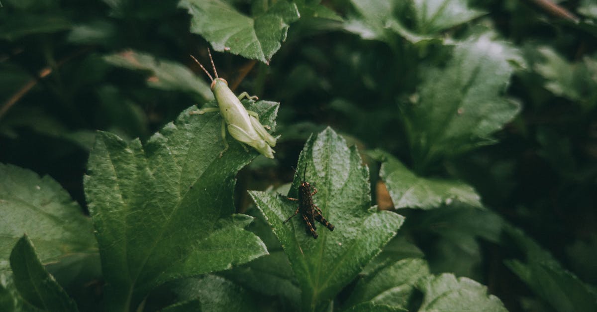 grasshoppers in the forest rain is coming 1