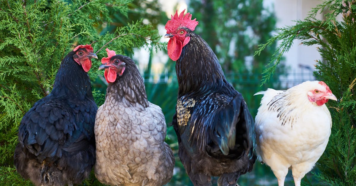 group of colorful chickens in a natural farm environment