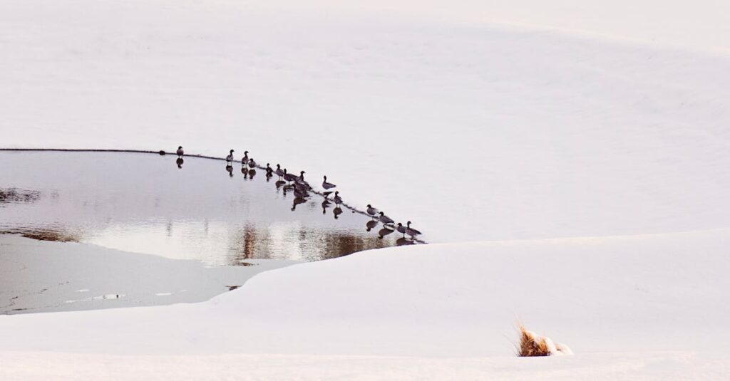 group of ducks resting on a partially frozen lake surrounded by snow in winter