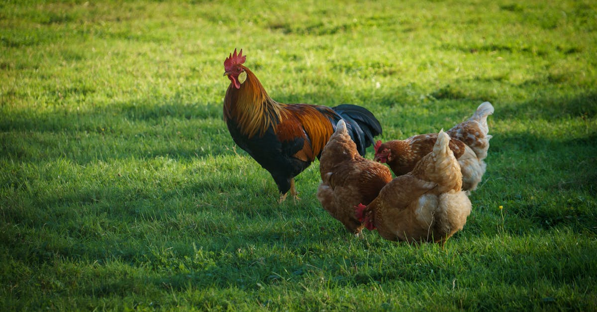 group of free range chickens and a rooster grazing outdoors on a sunny day