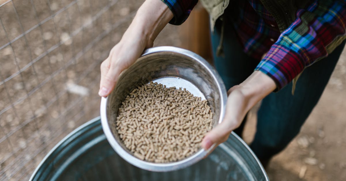 hands holding a stainless steel bowl filled with pet food pellets captured outdoors with a soft foc