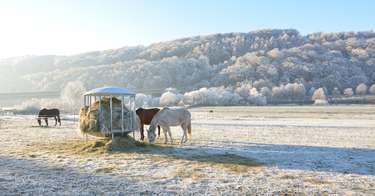 7 Small-Scale Forage Options for Livestock That Thrive in Tiny Spaces 1 horses grazing on a frosty winter morning in fuldabruck germany