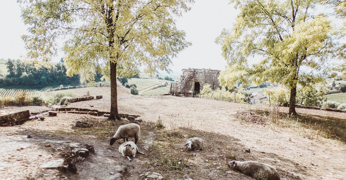 6 Ways Livestock Grazing Impacts Soil Quality That Regenerate Land 1 idyllic countryside view featuring sheep grazing under trees in a rural landscape