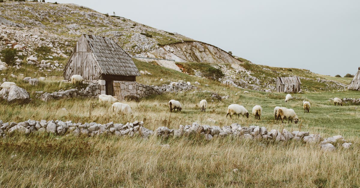 idyllic rural scene of sheep grazing near rustic stone shelters in a grassy countryside 1