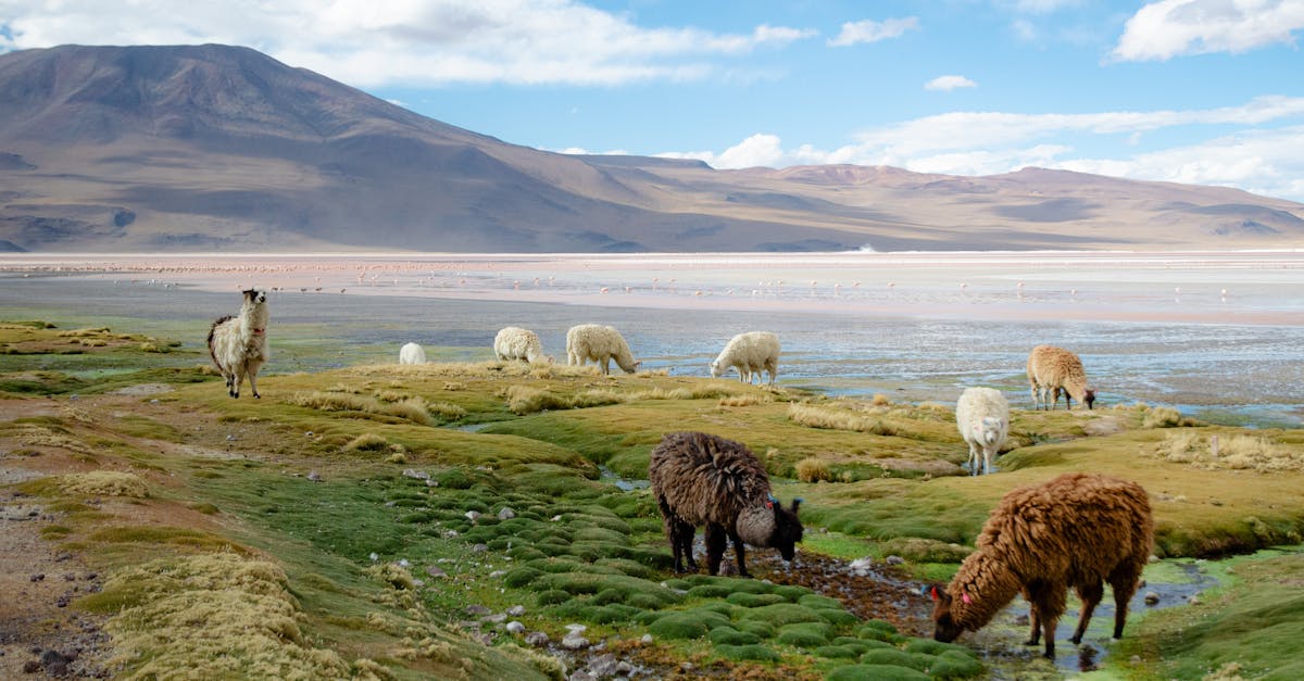 llamas and sheep grazing in the serene landscape of potosi bolivia surrounded by mountains and nat 1