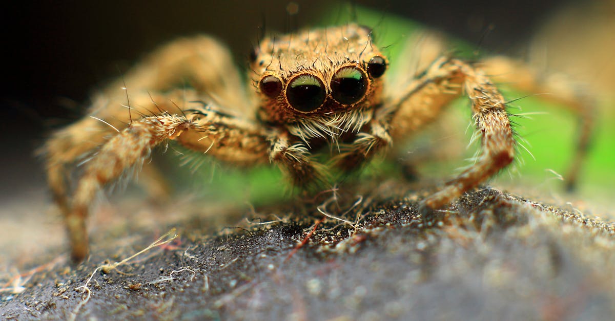macro shot of a brown jumping spider with detailed eyes and hairy legs outdoors 1