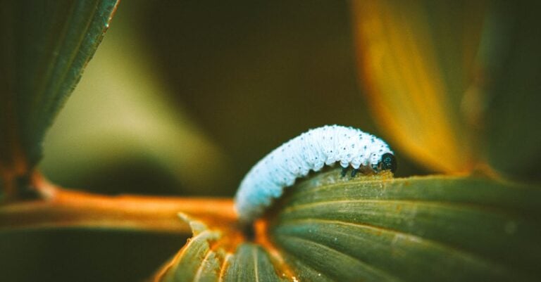 7 Organic Pest Control Methods for Home Gardens That Preserve Ecosystems