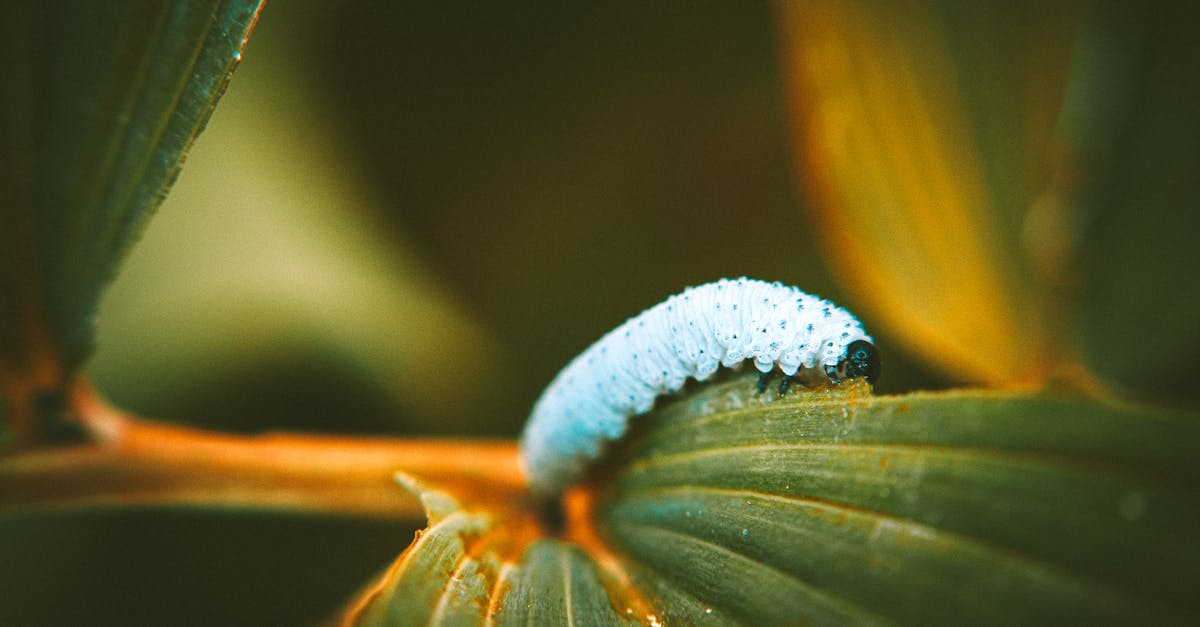 macro shot of a caterpillar crawling on a leaf highlighting its texture and natural environment