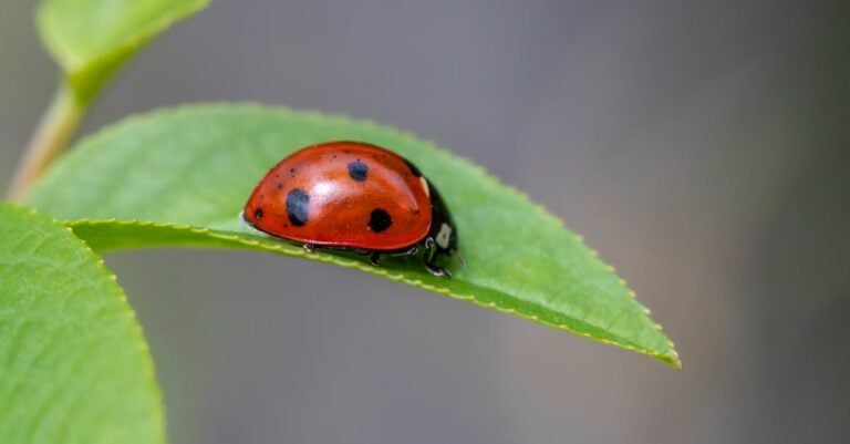 7 Ways Beneficial Insect Management Is Changing In The Climate Era