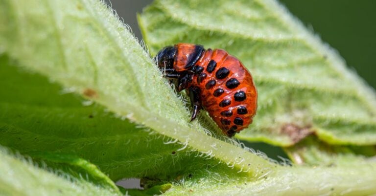 7 Natural Pest Deterrents for Organic Gardening That Preserve Ecosystems