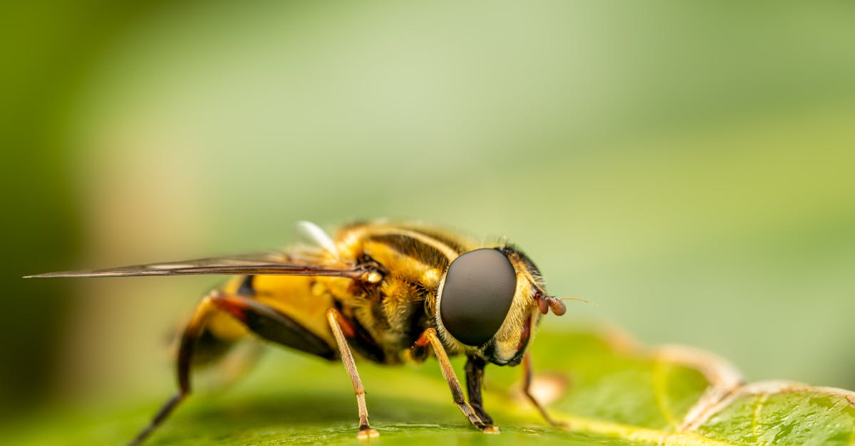 macro shot of a hoverfly syrphidae perching on a green leaf showcasing its detailed features