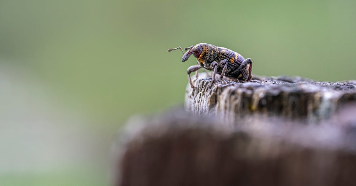 macro shot of a large pine weevil hylobius abietis perched on a wooden surface 1