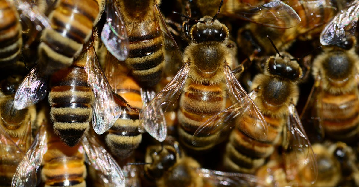 macro shot of honeybees in a hive showcasing their striped bodies and transparent wings