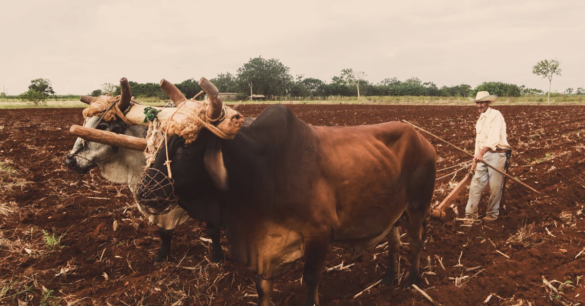 man plowing a field with oxen in a rural setting representing traditional farming methods