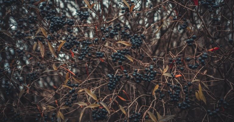 7 Best Mulches for Fruit Trees and Bushes That Nurture Thriving Harvests