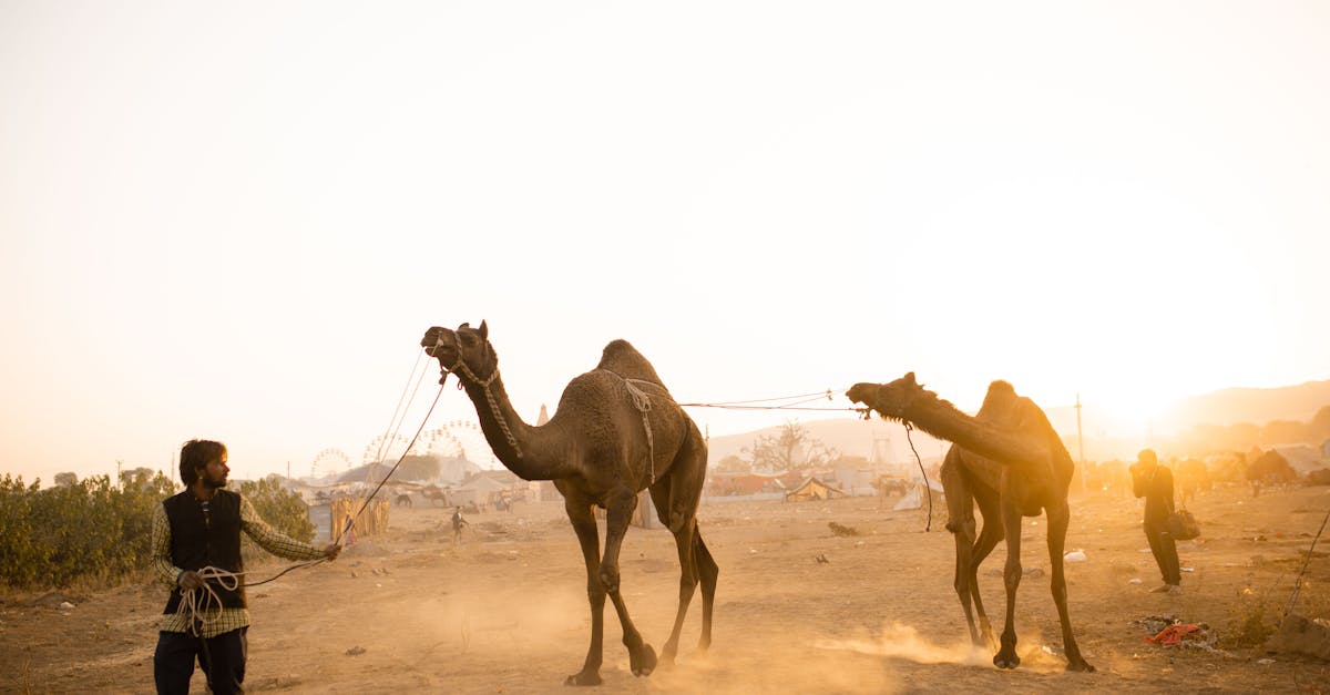 nomadic men lead camels in the dusty landscape of pushkar at sunset