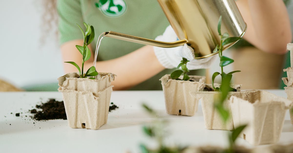 person watering young plants in eco friendly recycled pots for sustainable gardening